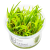Tropica - in vitro