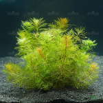 Myriophyllum mattogrossense - košíček – košíček