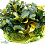Bucephalandra sp. 'Theia Green' - in vitro