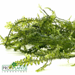 Cameroon moss