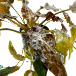 Cryptocoryne wendtii 'Mi Oya' - košíček
