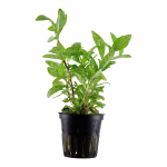 Hygrophila polysperma 'Rosanervig' - Tropica košíček