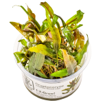 Cryptocoryne undulata 'Broad Leaves' - Tropica in vitro