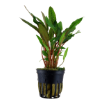 Cryptocoryne beckettii 'Petchii' - Tropica košíček