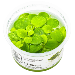 Limnobium laevigatum - Tropica in vitro
