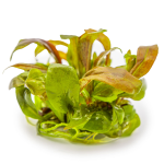 Lysimachia parvifolia ‘Red’ - Tropica in vitro
