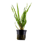 Cryptocoryne crispatula - Tropica košíček