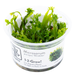 Microsorum pteropus 'Windeløv' - Tropica in vitro