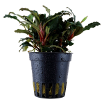 Bucephalandra sp. 'Red' - Tropica košíček