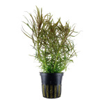 Pogostemon stellatus - Tropica košíček