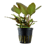 Lagenandra meeboldii 'Red' - Tropica košíček