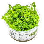 Hygrophila serpyllum - Tropica in vitro