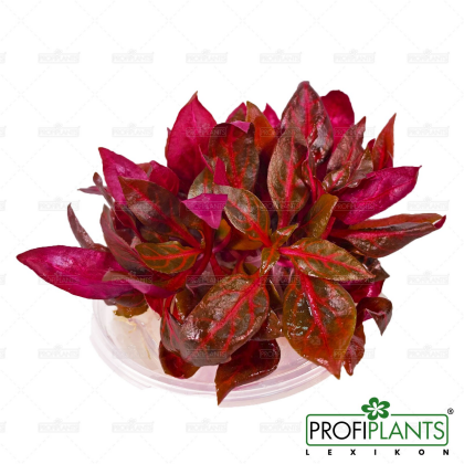 Alternanthera reineckii 'Rosanervig' - in vitro