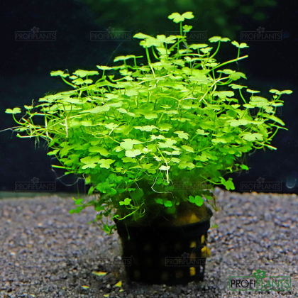 Hydrocotyle tripartita 'Mini'