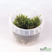 Riccardia chamedryfolia - in vitro