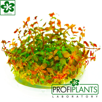 Ludwigia sp. 'Mini Super Red' - in vitro