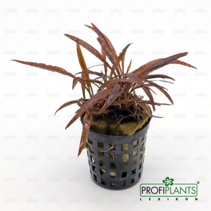 Cryptocoryne spiralis 'Tiger' - košíček