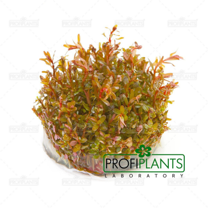 Rotala sp. 'Gia Lai' / 'H'Ra' - in vitro