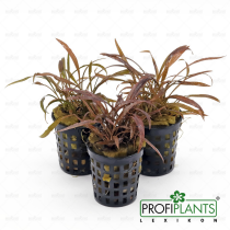 Cryptocoryne spiralis 'Tiger' - košíček