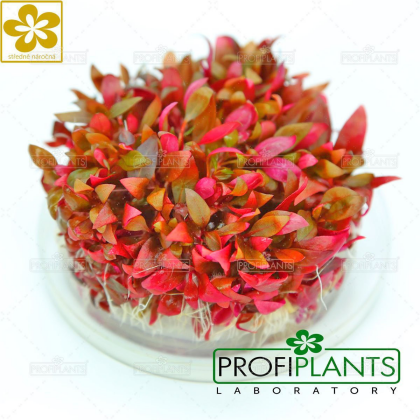 Alternanthera reineckii 'Mini' - in vitro