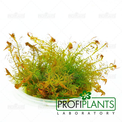 Rotala wallichii - in vitro