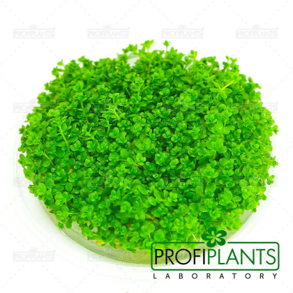 Micranthemum callitrichoides 'Cuba' - in vitro