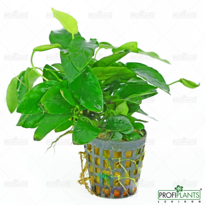 Anubias Barteri var. Nana