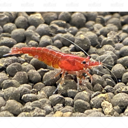 Neocaridina var. Bloody Mary