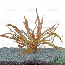 Cryptocoryne spiralis 'Tiger' - košíček