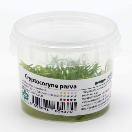 Cryptocoryne parva - in vitro