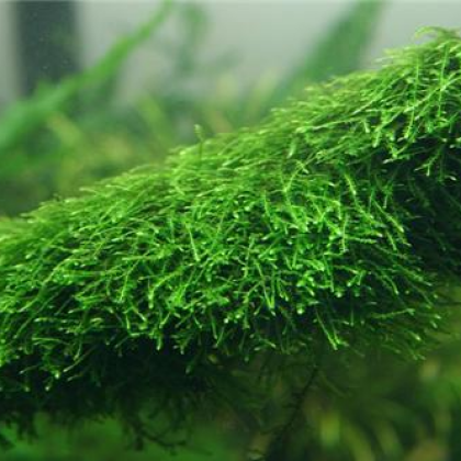 Vesicularia ferriei - Weeping Moss - kelímek 9cm