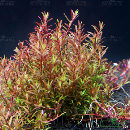 Rotala sp.'Colorata' - košíček