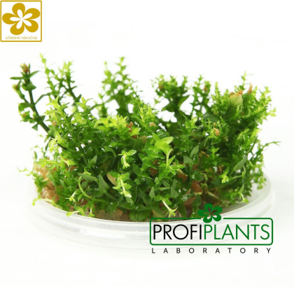 Gratiola viscidula - in vitro