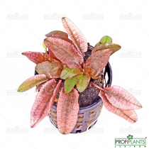 Cryptocoryne sp. 'Flamingo'