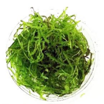Vesicularia montagnei 'Christmas moss'