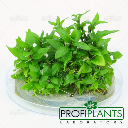 Staurogyne repens - in vitro
