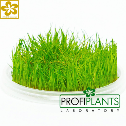 Eleocharis sp. 'Mini' - in vitro