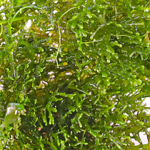 Riccardia chamedryfolia - in vitro