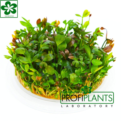 Marsilea hirsuta - in vitro