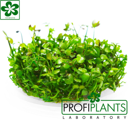 Marsilea crenata - in vitro