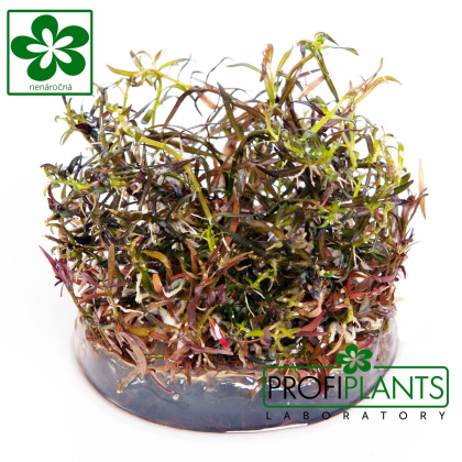 Ludwigia arcuata - in vitro