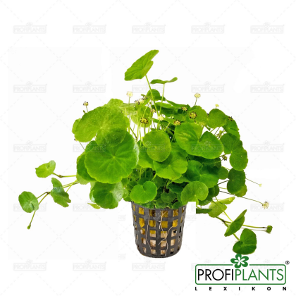 Hydrocotyle leucocephala - košíček
