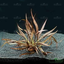Cryptocoryne spiralis 'Tiger' - košíček