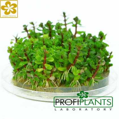 Ammania sp. 'Bonsai' - in vitro