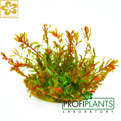 Rotala macrandra - in vitro