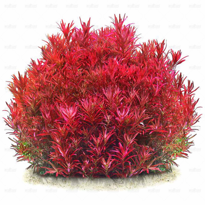 Rotala sp. 'Singapore' - in vitro