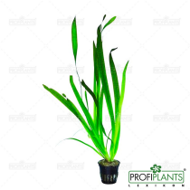 Vallisneria gigantea - košíček