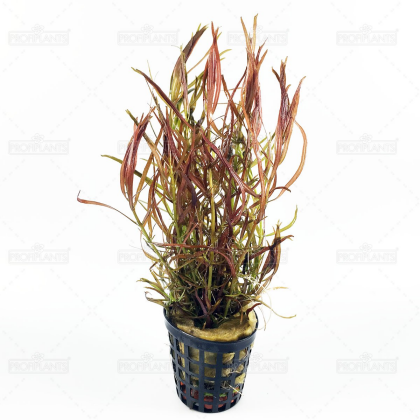 Ludwigia arcuata - košíček