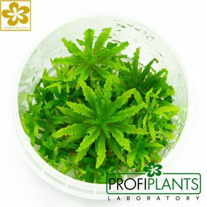 Pogostemon helferi - in vitro