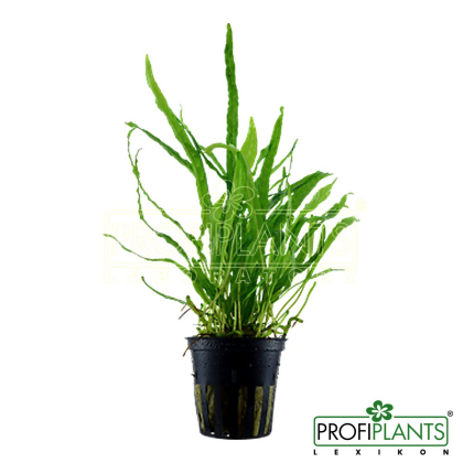 Microsorum pteropus 'Narrow' košíček